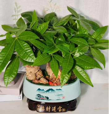 发财树盆景